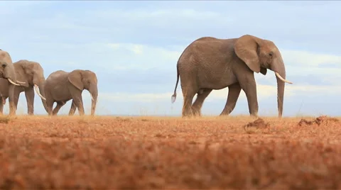 Low angle shot of a herd of elephants 스톡 동영상 44810849