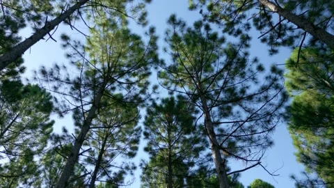 Low angle shot of high pine trees in the... | Stock Video | Pond5