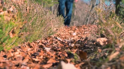 Low angle shot of hiker approaching on trail with rustling leaves in slow motion Stock Footage 101251228