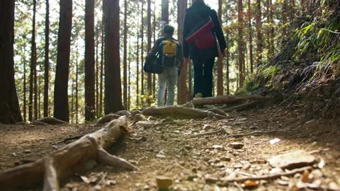 Low-angle shot of hikers walking through sunlit forest trail, Mount Ōtake, Japan Stock Footage 319621608