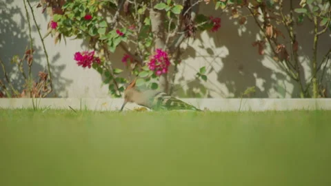 Low angle shot of a hoopoe bird pecking at the ground on green lawn Stock Footage 306797495