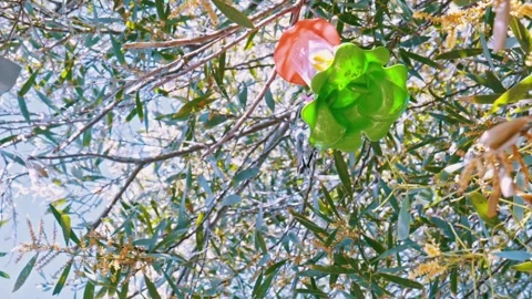 Low Angle Shot of Hummingbird Drinking from Feeder in Olive Tree Stock Footage 345812375