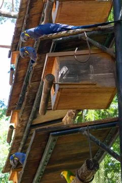 Low angle shot of Hyacinth macaw parrots (Anodorhynchus hyacinthinus) looking do Stock-Fotos