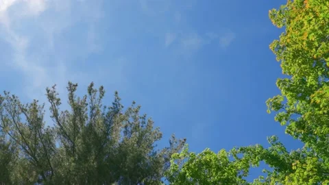 Low Angle Shot Idyllic Spring Summer Day with Fast Moving Wispy Clouds, Blue Sky Stock Footage 195993030