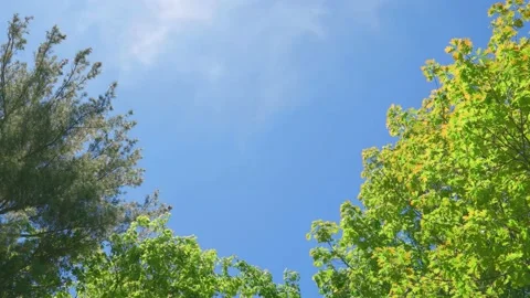 Low Angle Shot Idyllic Spring Summer Day with Fast Moving Wispy Clouds, Blue Sky Stock Footage 195993129