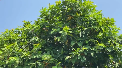 Low angle shot of Jackfruit Tree with Blue sky background. 스톡 동영상 155441185