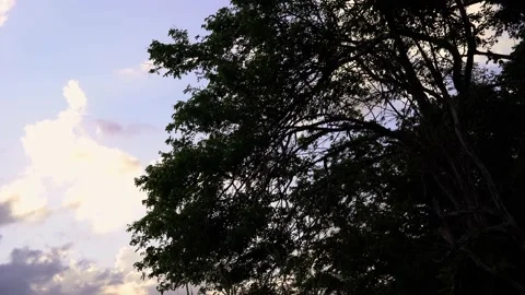 Low Angle Shot Of A Jungle Tree With Sunset Sky 4k 動画素材 235460621