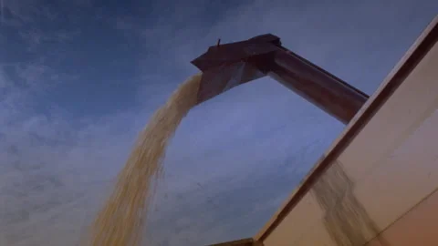 Low angle shot of kernels falling from a chute into a container Video stock 312274195