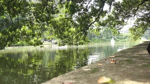 A low-angle shot of the lakeside with tree cover is bright and beautiful Stock Footage 272909642