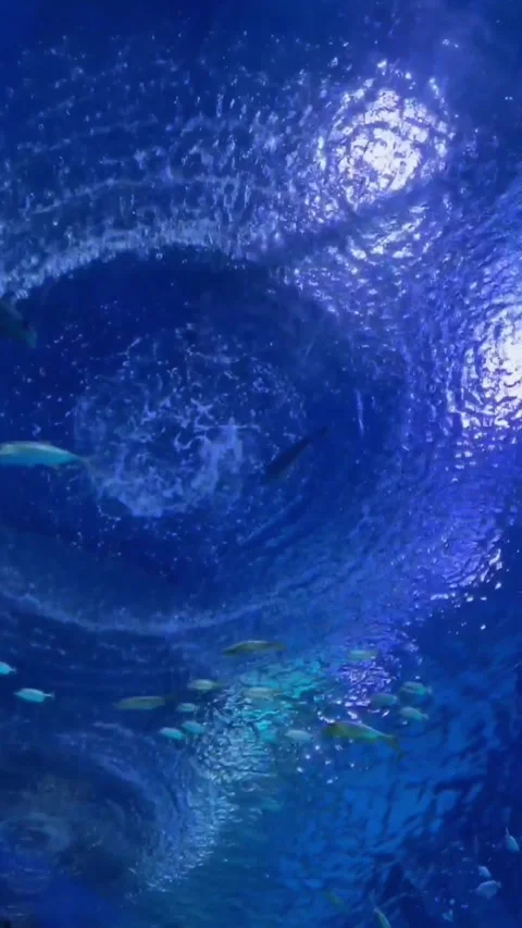 Low angle shot of a large school of fish swimming in a vortex or spiral pattern Stock Footage 340148809