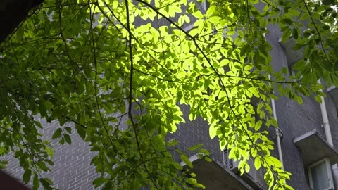 Low angle shot of a large tree with lush green leaves and lens flare. Video stock 330564342