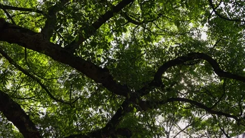 Low angle shot of a large tree with lush green leaves and lens flare. Video stock 330564377
