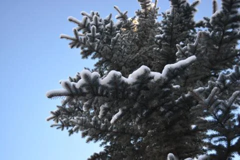 Low angle shot of large tree with snow on branches Stock Photos