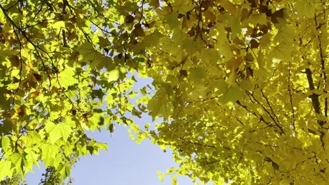 Low-Angle Shot of Layered Leaves Stock Footage 320287178