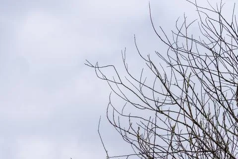 A low angle shot of a leafless tree with tiny branches and twigs under a pale Stock Photos