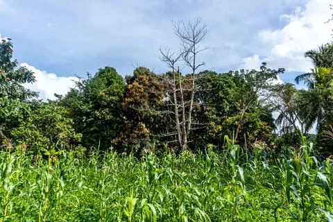 Low angle shot of a leafless tree and green leaves trees standing in a green Stock Photos
