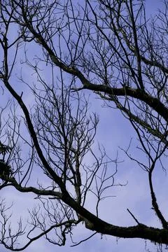 Low angle shot of leafless tree branches against a blue sky Stock Photos