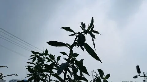 Low Angle Shot of Leafy Bush Silhouette and Thick Overcast Clouds Stock Photos