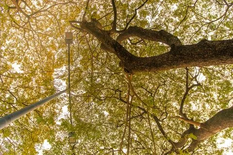 Low angle shot of lights under shady yellow trees. tall leafy trees towerin.. Stock Photos