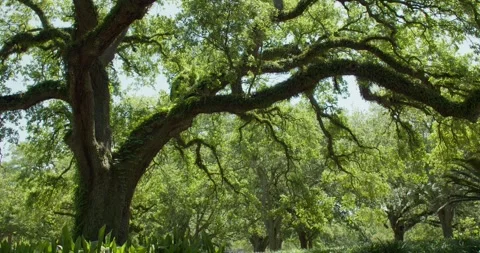 Low angle shot of a live oak on a sunny day Stock Footage 274164463