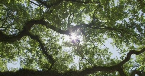 Low angle shot of a live oak tree, moving to reveal sun flares Stock Footage 274165246