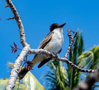 Low-angle shot of Loggerhead kingbird perched on a tree branch on a sunny day Stock Photos