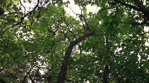 Low angle shot looking up in the forest. green forest sunny trees.  Stock Footage 163315150