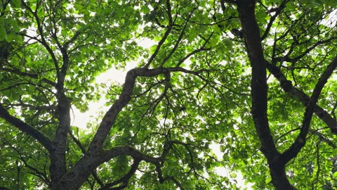 Low Angle Shot Looking Up In The Forest. 4K ProRes 422 Video Stock Footage 285457006