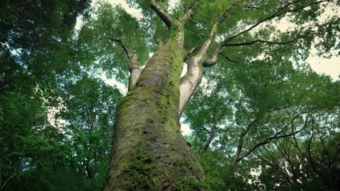 Low angle shot looking up a giant mossy tree with cicada sounds Stock Footage 346362645