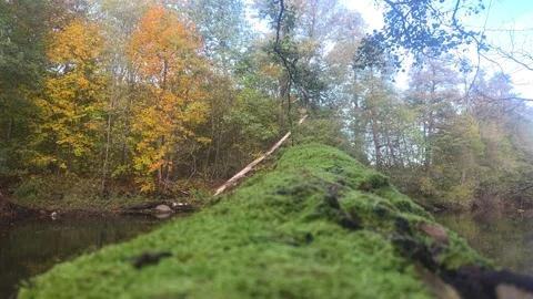 Low Angle Shot Looking Up A Grassy Mossy Bank Toward Autumn Forest Stock Footage 348166262