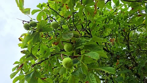 Low-angle shot looking up at horse chestnut tree branches loaded with green.. Stock Footage 347034744