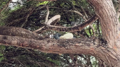 Low-angle shot looking up at pigeons on high tall tree 스톡 동영상 331115934