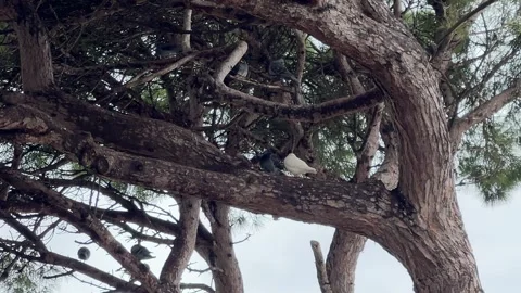 Low-angle shot looking up at pigeons on high tall tree Stock-Footage 331116133