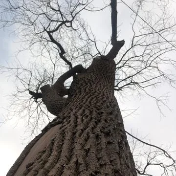 Low angle shot looking straight up tall tree trunk with textured bark sky Stock Photos
