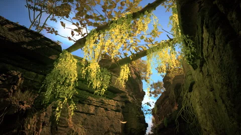 Low-angle shot looking up through a narrow crevice in rocky cliffs Stock Footage 309837782