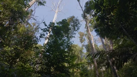 A low-angle shot looking up at the towering trees of the jungle. Video stock 341800870