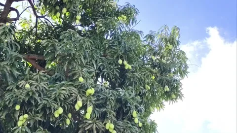 Low angle shot of a lush green mango tree laden with numerous unripe fruits Stock Footage 337357334