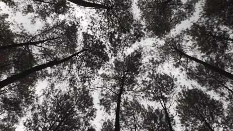 Low angle shot of lush pine trees at the morning in Tegal, Indonesia. Stock Footage 281702942