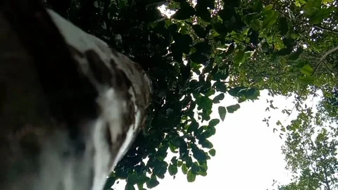 Low angle shot of lush tree canopy blowing in the wind during daytime Stock-Footage 325612778