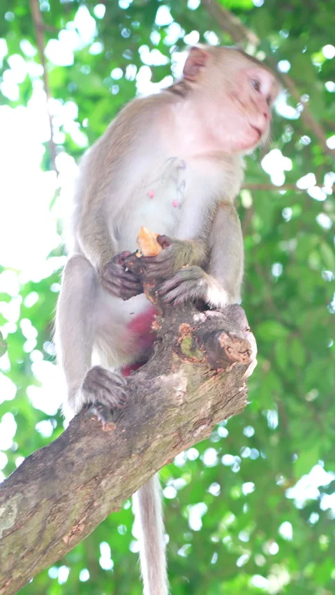 Low angle shot of a macaque monkey sitting on a tree branch looking down. 스톡 동영상 335812615