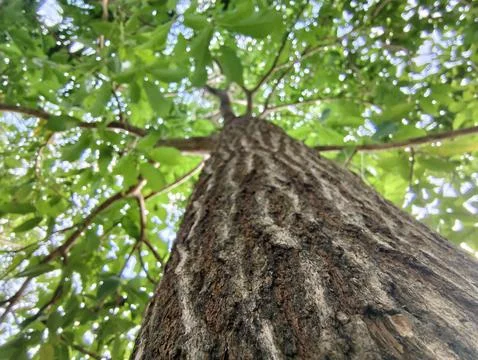 Low angle shot of a majestic tree trunk stretching up to a lush green canopy. Stock Photos