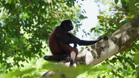 Low Angle Shot Of Mantled Howler Monkey Sitting In A Tree Scratching Its Behind Stock Footage 285866647