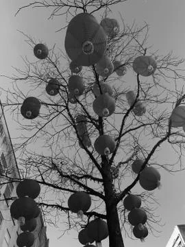 Low angle shot of many circular balloon-like objects hanging from a dry tree Stock Photos