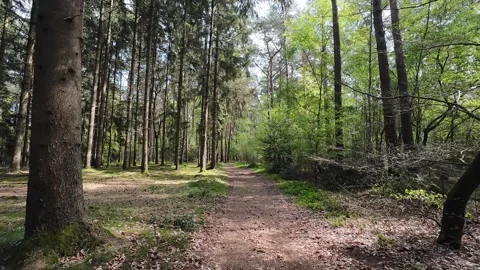 Low-angle shot of a massive ancient tree trunk in a sunlit spring forest, w.. Stock Footage 333976434