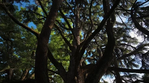Low angle shot with the massive canopy of a large cedar tree, framing its thick Stock Footage 338066587