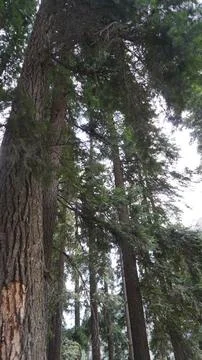 Low-angle shot of a massive cedar tree trunk with rough bark in forest. Stock Photos