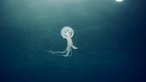 Low-angle shot, Mauve Stinger Jellyfish swims under surface of water Stock Footage 246358734