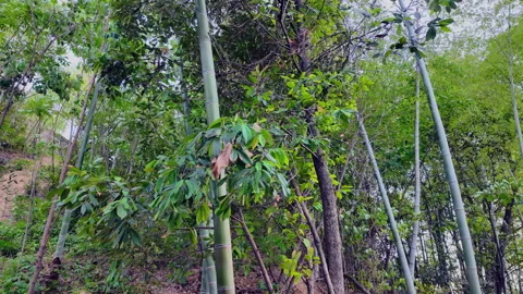 Low Angle Shot of Mixed Bamboo and Deciduous Forest on Sloped Hillside Stock Footage 335020201