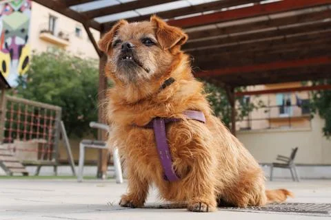 Low angle shot of a mixed-breed dog with periodontitis in a public park Stock Photos