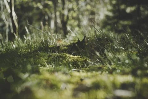 Low angle shot of moss field and grass surface in the forest. Stock Photos